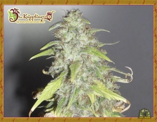 Kripple Shock - Dr Krippling Seeds