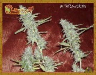 Krippleberry Auto - Dr Krippling Seeds