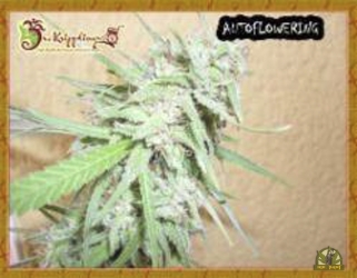 Spinning Buzz Kick Auto - Dr Krippling Seeds