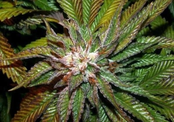 Shiatsu Kush regulär - BC Bud Depot