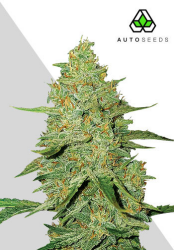 Auto Acapulco Gold - Auto Seeds