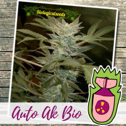 Auto AK Bio - Biological Seeds