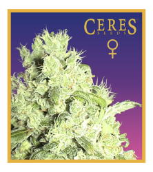 White Widow - Ceres Seeds