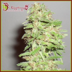 Dizzy Lights Auto - Dr Krippling Seeds