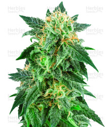 Snow Ryder Automatic (White Label) Cannabis-Samen