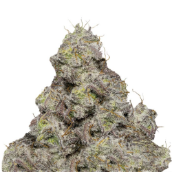 Brain Damage - Growers Choice