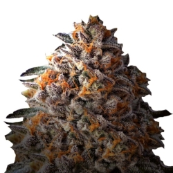 Bruce Banner III - Growers Choice