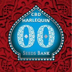 Harlequin CBD - 00 Seeds