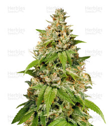 Durban (Sensi Seeds) Cannabis-Samen