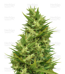 Jamaican Pearl regular (Sensi Seeds) Cannabis-Samen