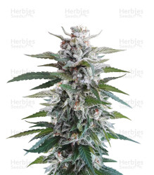 Unknown Kush Regular (Delicious Seeds) Cannabis-Samen