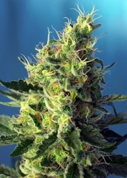 Sweet Pure CBD - Sweet Seeds