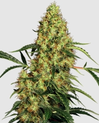 Mexican Sativa regulär - Sensi Seeds