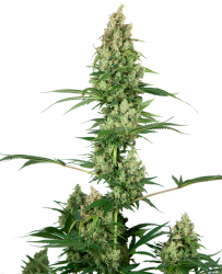 Silver Fire - Sensi Seeds