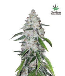 West Coast O.G. Auto - FastBuds Seeds