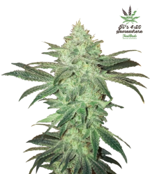 Stardawg Auto - FastBuds Seeds