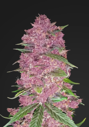 Purple Lemonade Auto - FastBuds Seeds