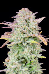 Trainwreck Auto (Original) - FastBuds Seeds