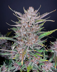 Gorilla Punch Auto - FastBuds Seeds