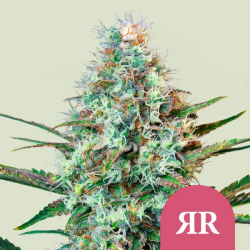 Royal Runtz - Royal Queen Seeds