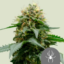 White Widow regulär - Royal Queen Seeds