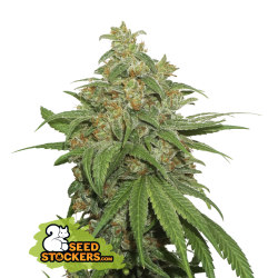 AK420 Auto - SeedStockers