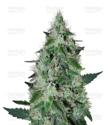 Midnight Kush (G13 Labs) Cannabis-Samen