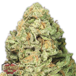 Fruit Punch - Heavyweight Seeds