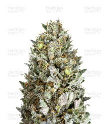 Diesel Drift (Heavyweight Seeds) Cannabis-Samen