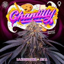 Chantilly - Perfect Tree Seeds