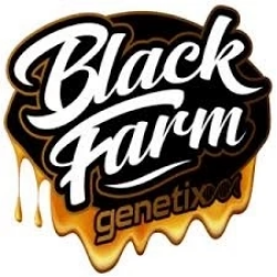 Venice Kush Cake - Black Farm Genetix