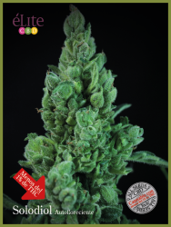 Solodiol Auto CBD - éLite Seeds