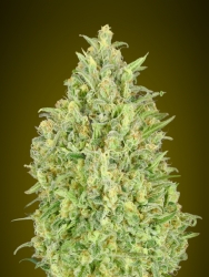 Auto Pineapple Glue - Advanced Seeds