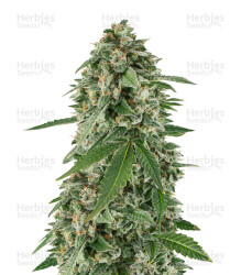 White Widow Auto (Kera Seeds) Cannabis-Samen