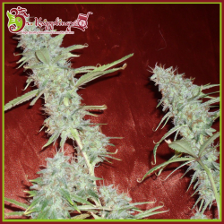 Krippleberry Auto - Dr Krippling Seeds