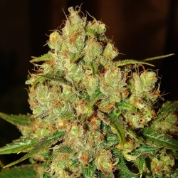 Master Kush - Nirvana Seeds