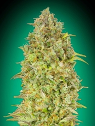 Skunk 47 - Advanced Seeds