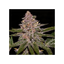 Radical Juice - Ripper Seeds