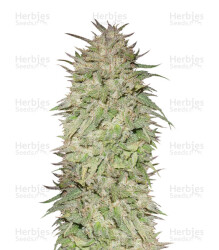 Big Freeze (Big Head Seeds) Cannabis-Samen