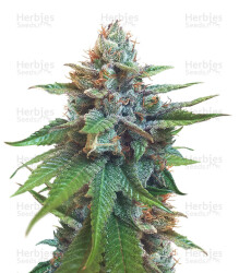 Bubble Bomb (Bomb Seeds) Cannabis-Samen