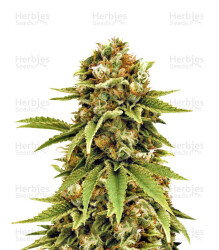 Cluster Bomb (Bomb Seeds) Cannabis-Samen