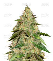 Big Bud (Seedstockers) Cannabis-Samen