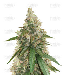 Super Skunk (Seedstockers) Cannabis-Samen