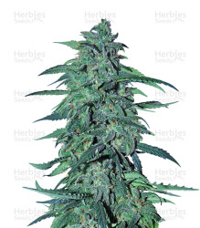 Auto AK XXL (Auto Destroyer) (Original Sensible Seeds) Cannabis-Samen