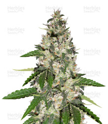 Black Gum (Original Sensible Seeds) Cannabis-Samen