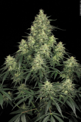 Atomical Haze - Paradise Seeds