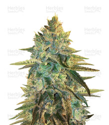 Girl Scout Cookies (Original Sensible Seeds) Cannabis-Samen