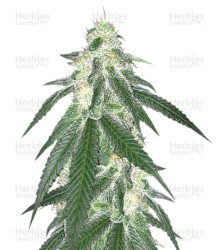 Grandaddy Black (Original Sensible Seeds) Cannabis-Samen