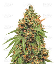 Purple Haze Auto feminisierte Samen (Original Sensible Seeds)