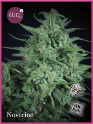 Novarine THCV:THC - élite Seeds